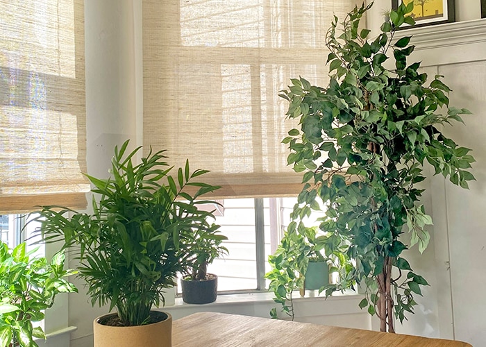 4 Ways to Improve Plant Health with Motorized Shades